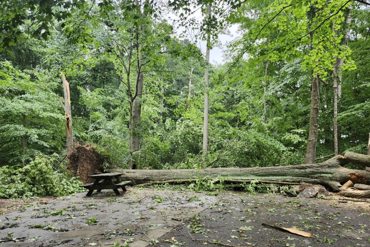 Multiple trees fell around Lake Monroe after Tuesday’s storms, causing extensive damage.