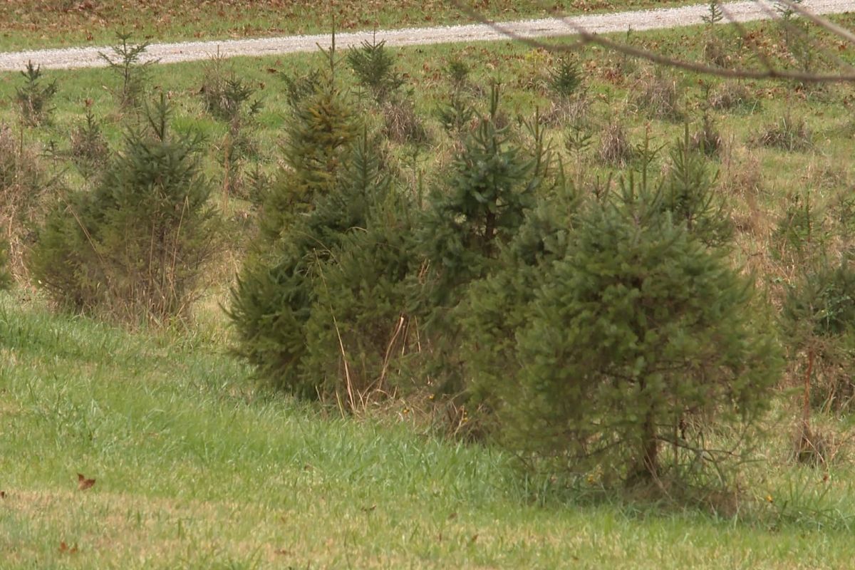 Twin H tree farm trees