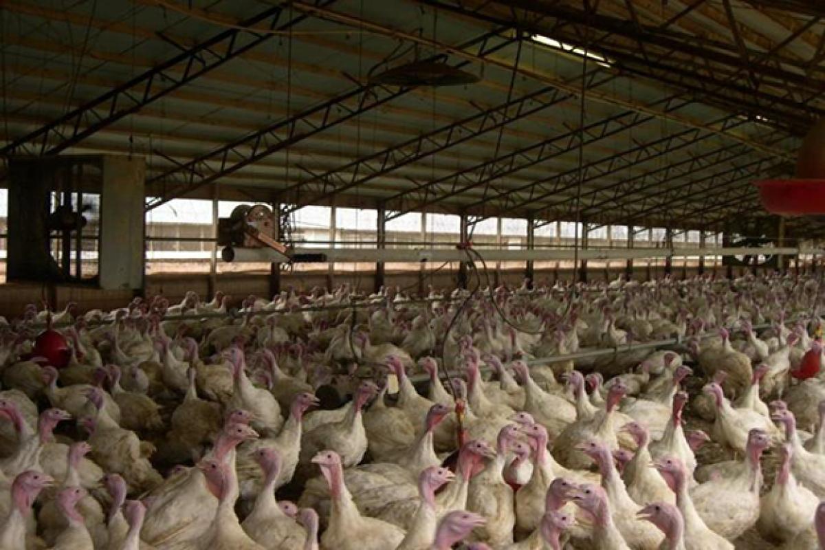 turkeys in a poultry barn