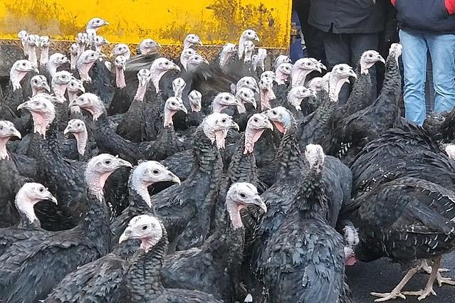 Turkeys galore