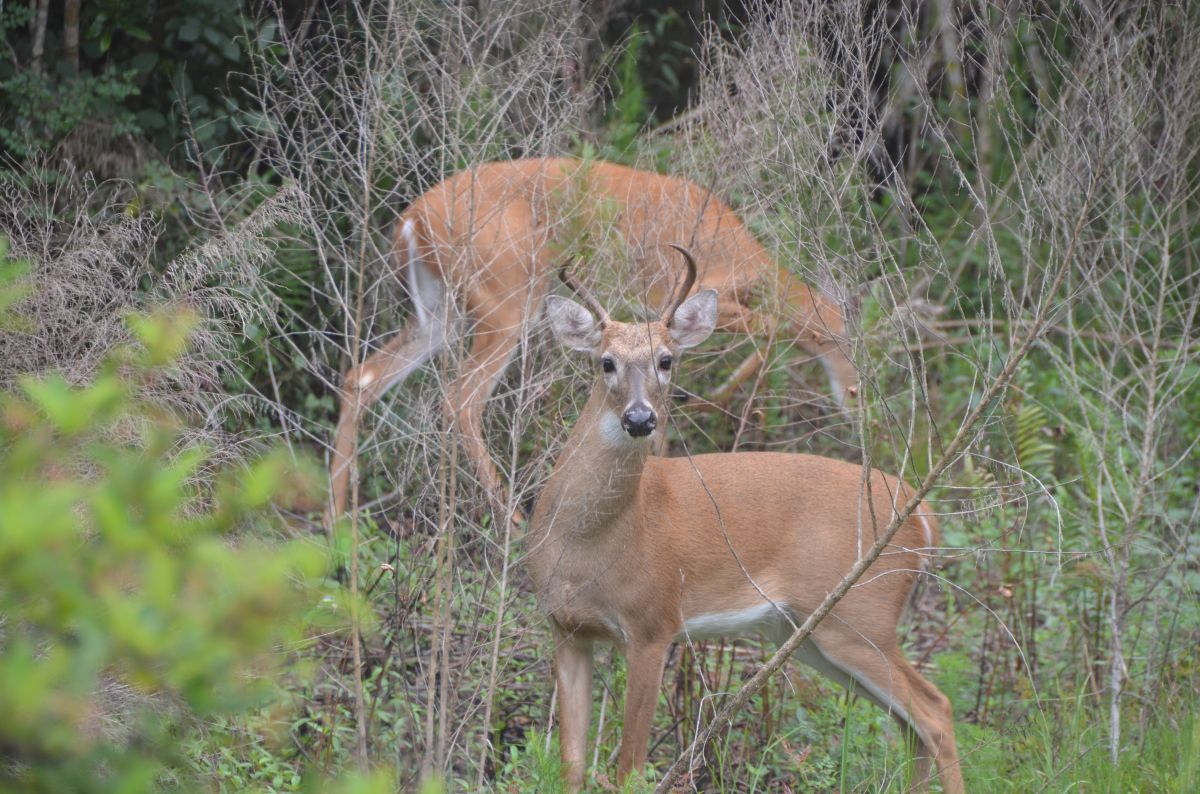 White-tailed deer at Bear Island Campground in the Big Cypress National Preserve in Florida