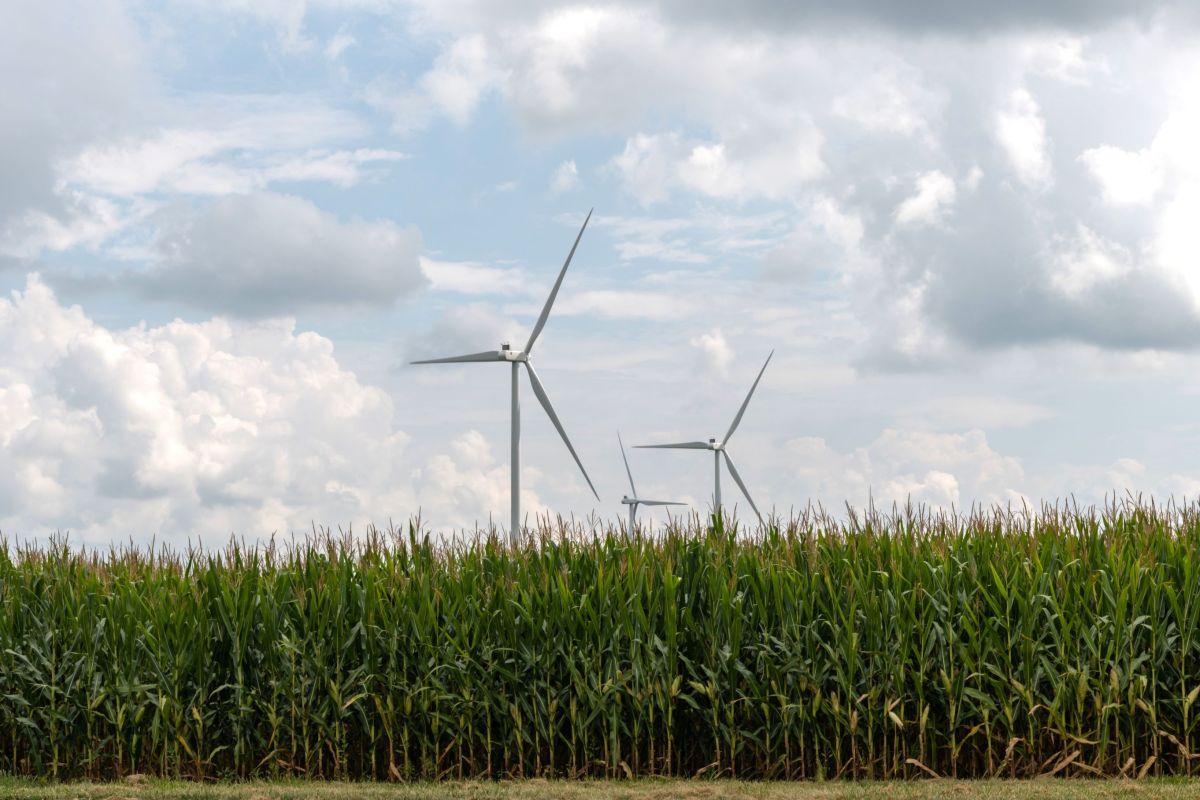 Indiana windmills in a cornfield
