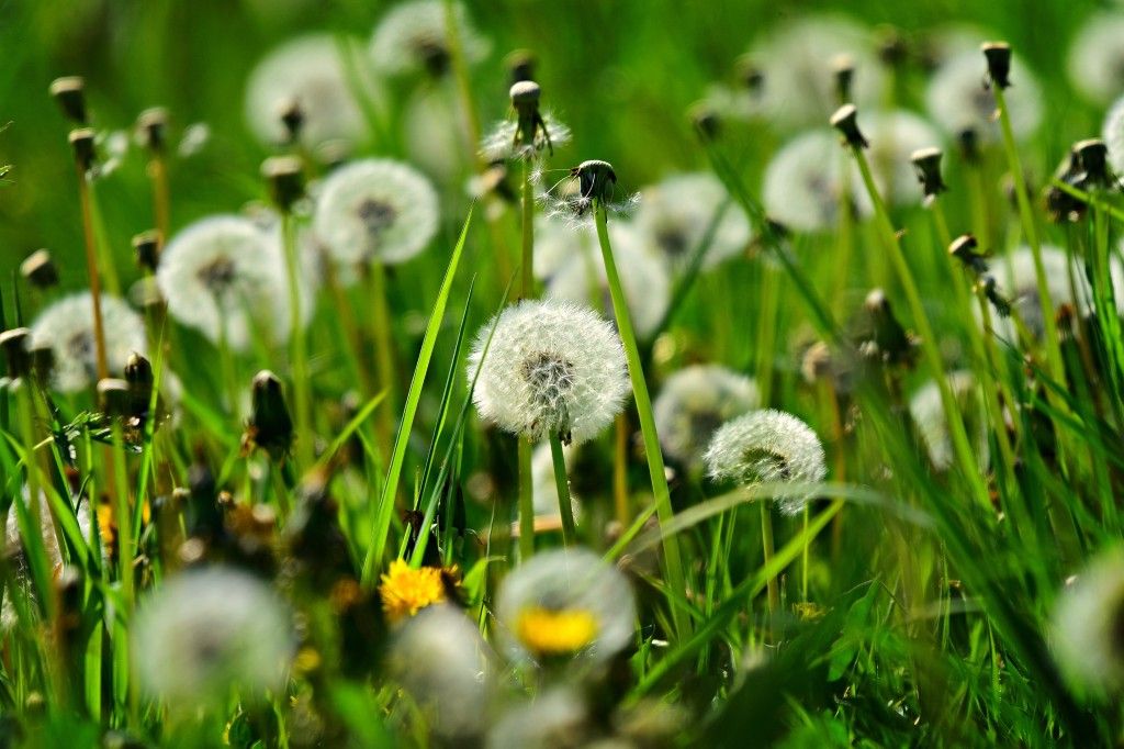 Dandelions in some grass.