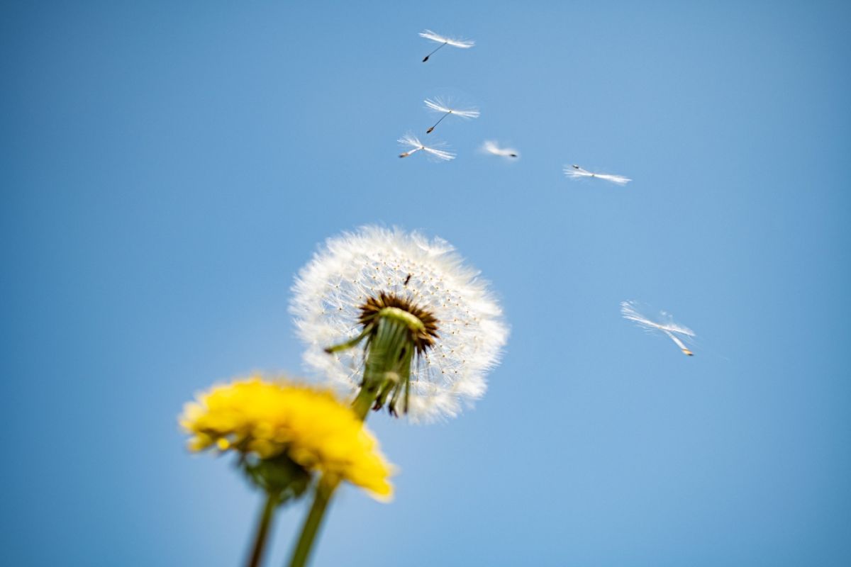 Dandelion seeds releasing against the blue sky