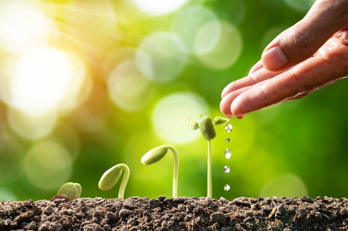 Seed emerging from the dirt