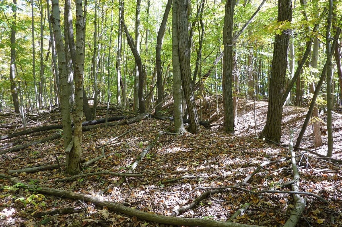 Lake Griffy woods, Bloomington, IN