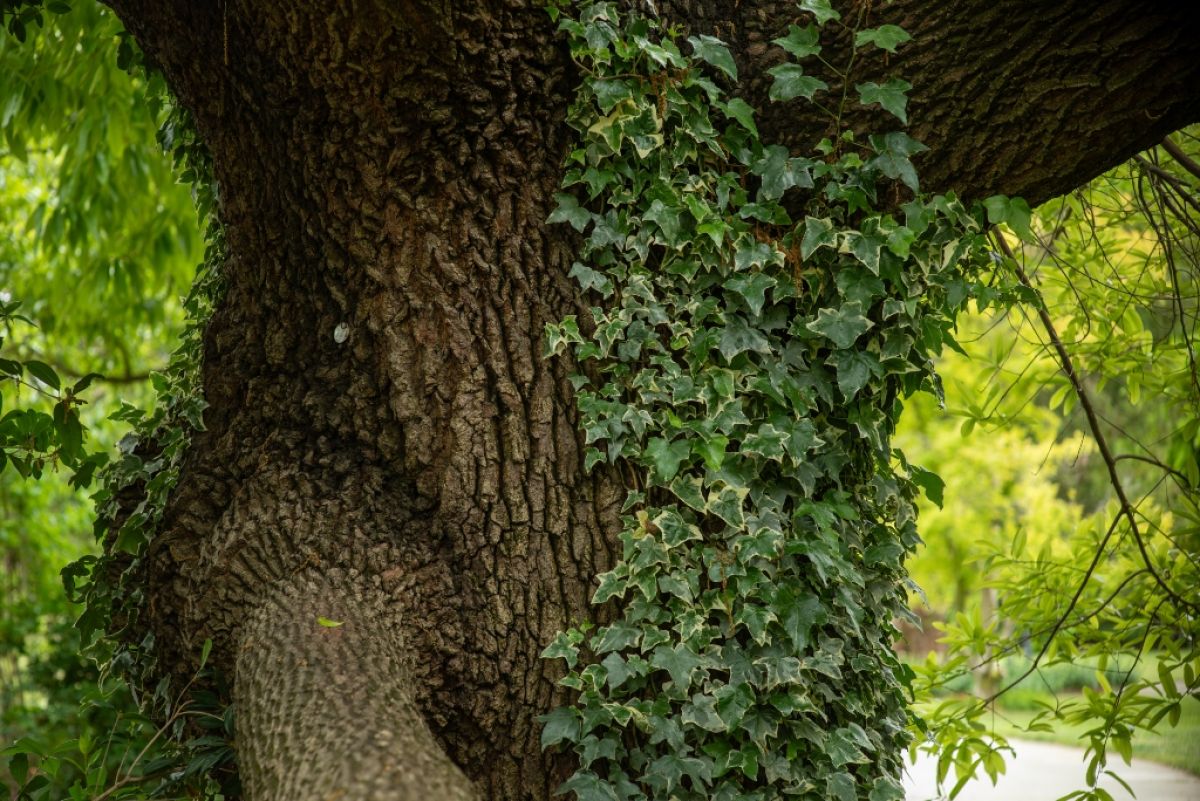 Ivy vine overtaking the trunk of an oak tree