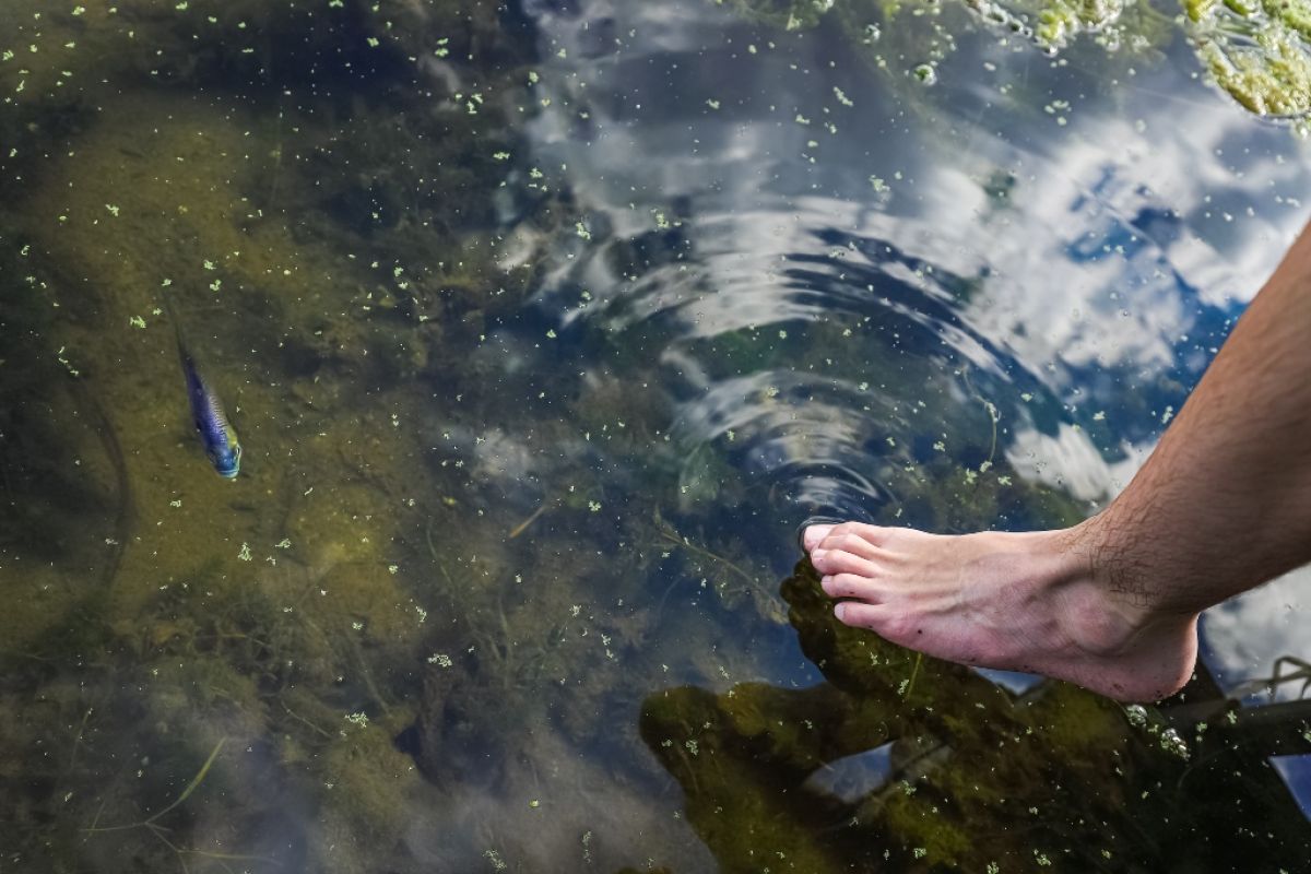 Bluegill fish in a pool of water