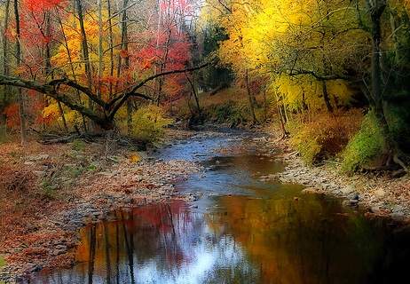 Colorful trees by a stream