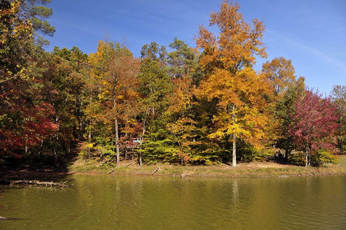 Fall trees in Brown County by a lake