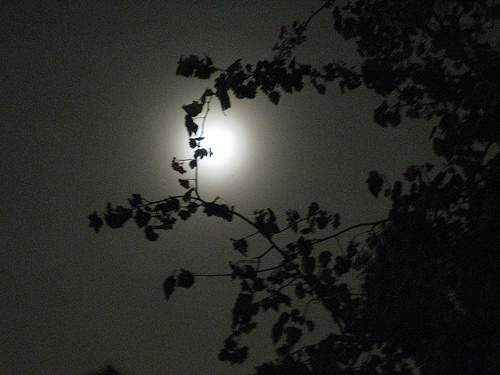 Foggy moonlight with tree branches