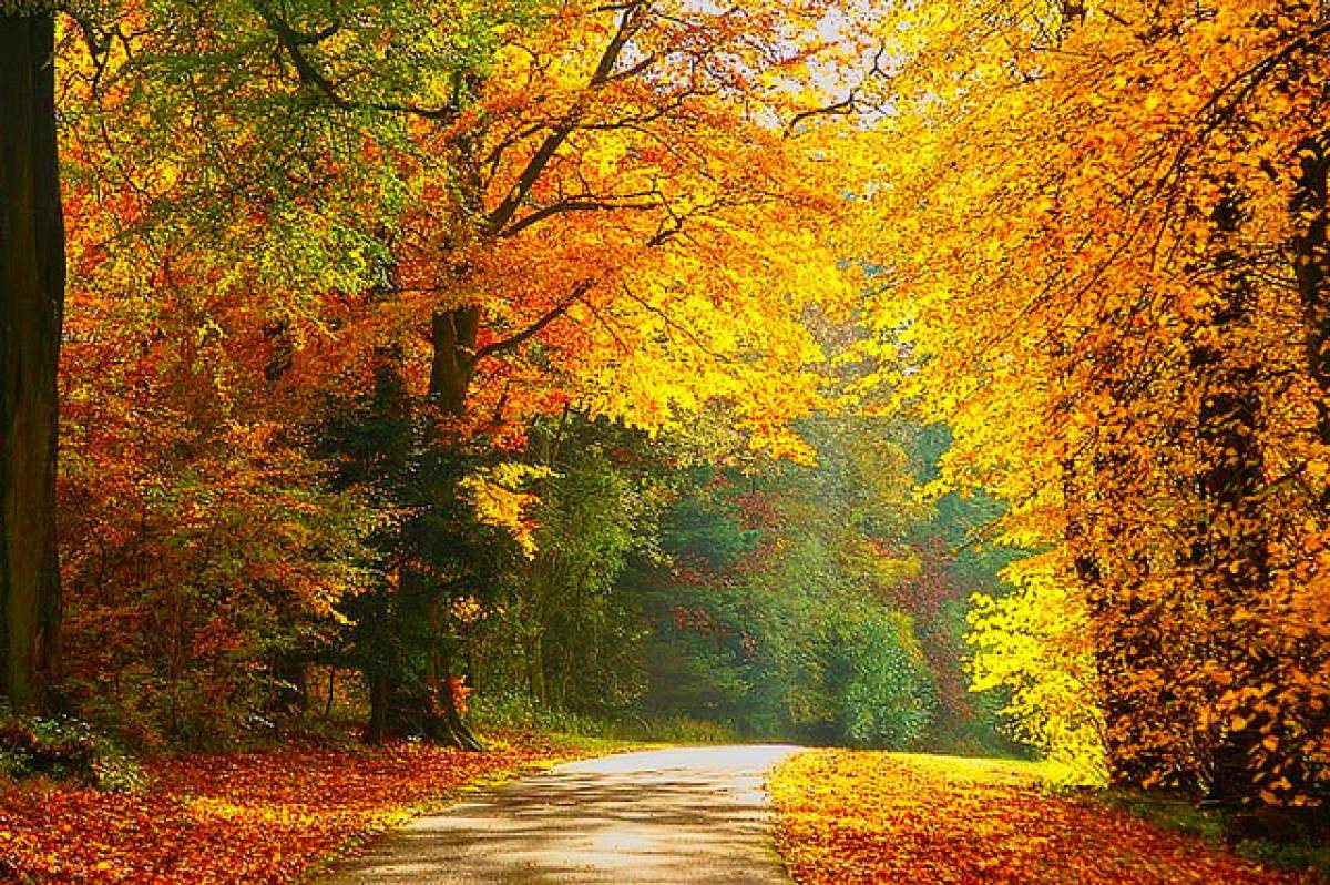 a road in autumn woods