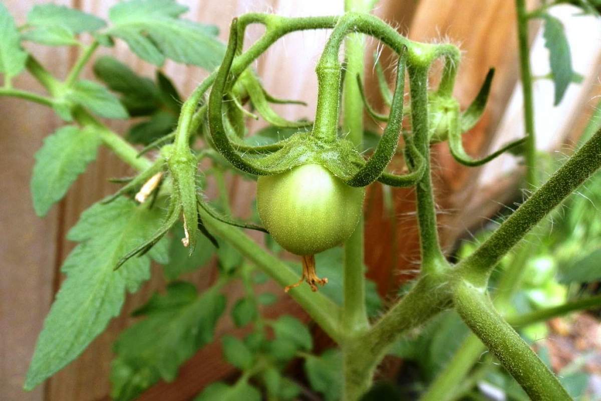 The trichomes on most kinds of tomato plants help to keep them healthier. (creativelenna, Flickr)