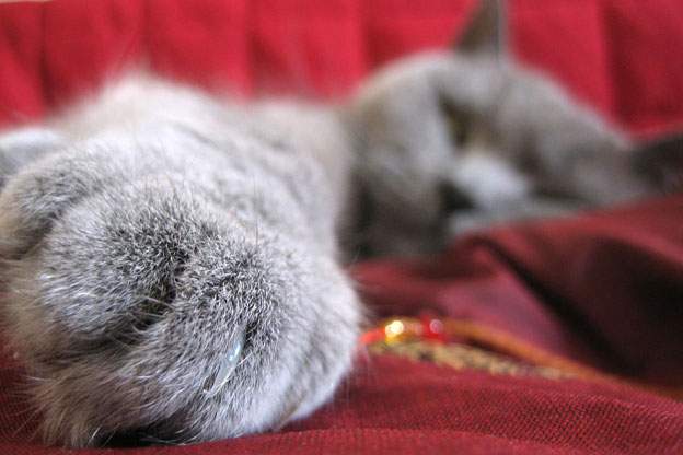 A cat laying on a couch with its paw extended