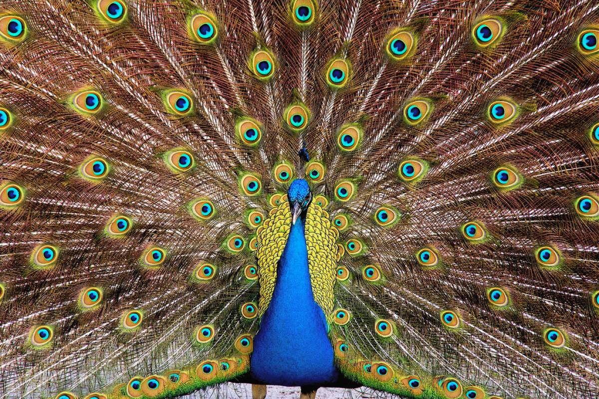 Fully Spread Peacock