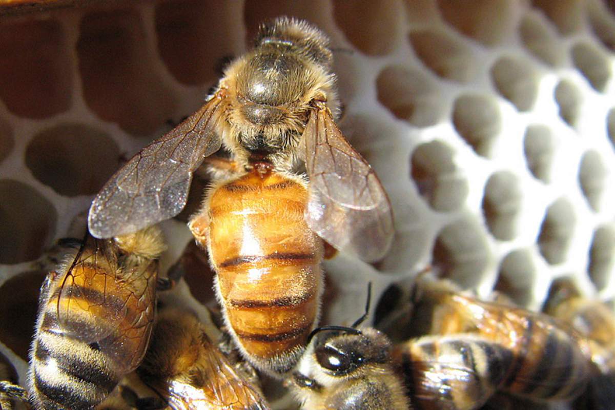 Queen Bee on Honeycomb