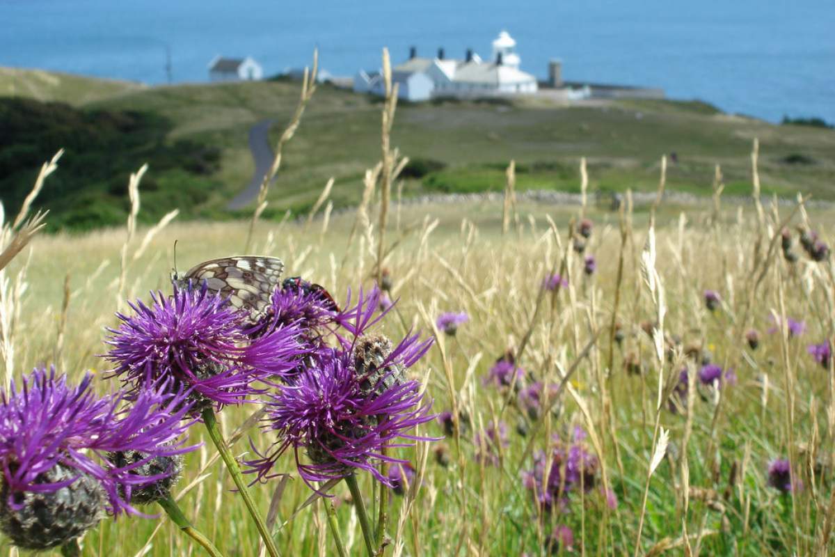 Knapweed in country landscape