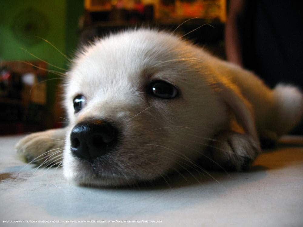 A really cute puppy.