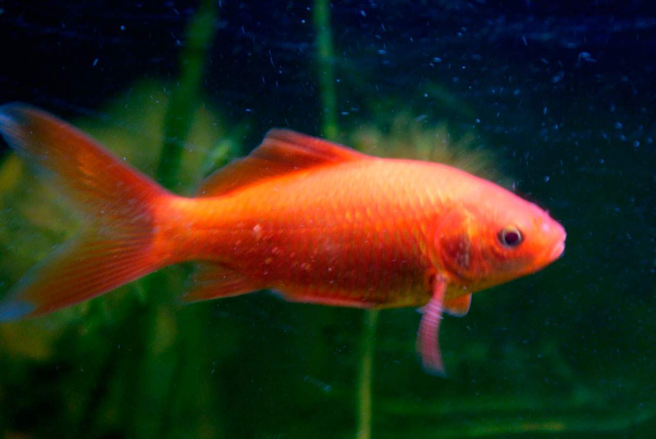 A goldfish swims through a fish bowl