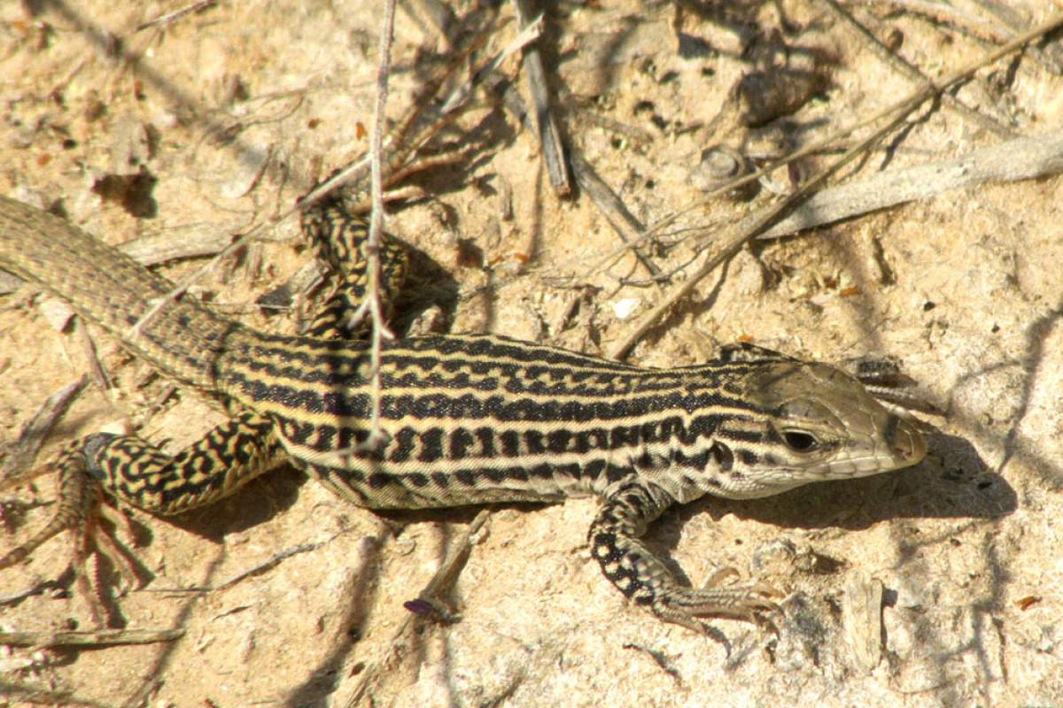 Whiptail Lizard In The Sand