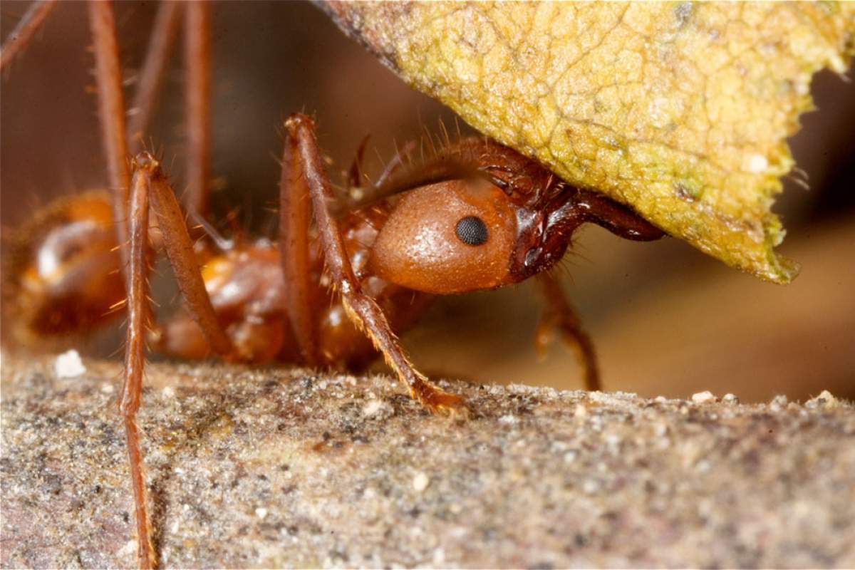leafcutter ant crawling next to a leaf