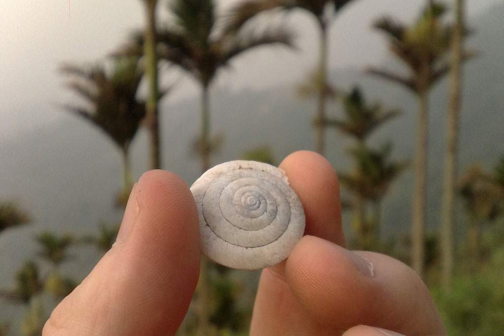 a sea shell found on a mountain top