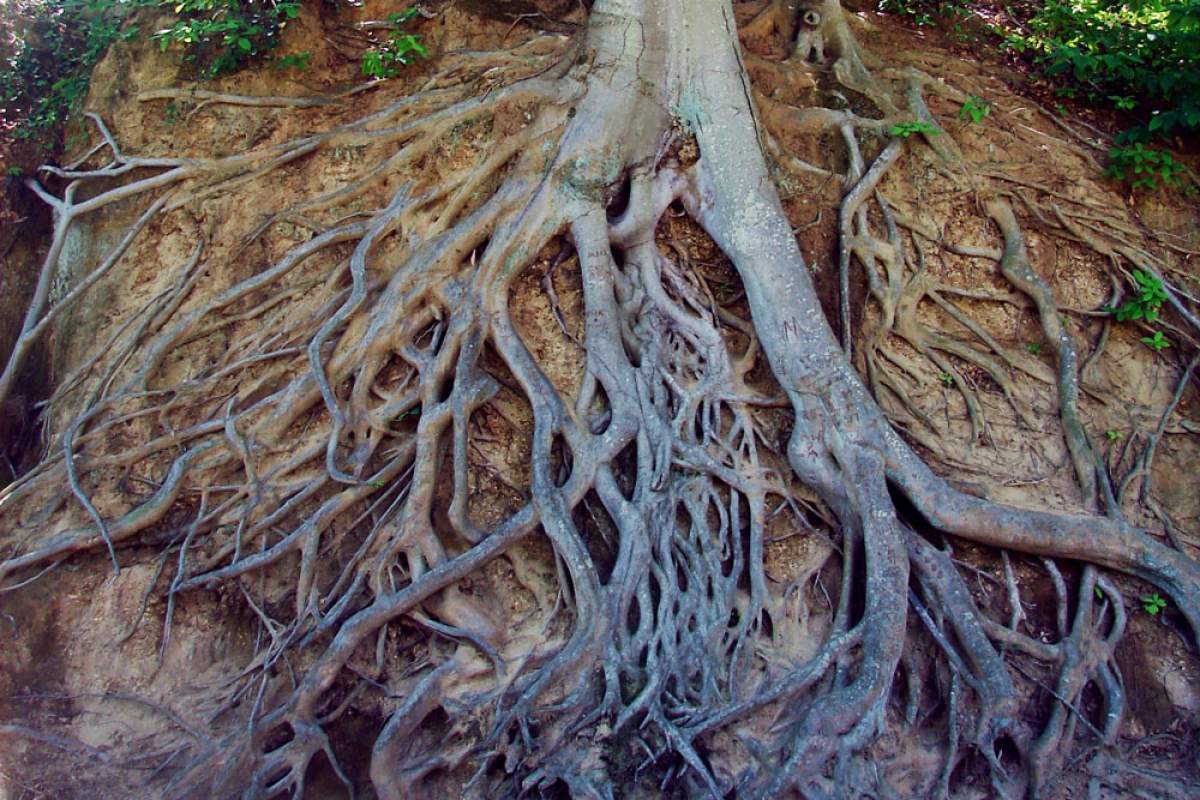 exposed tree roots on a river edge