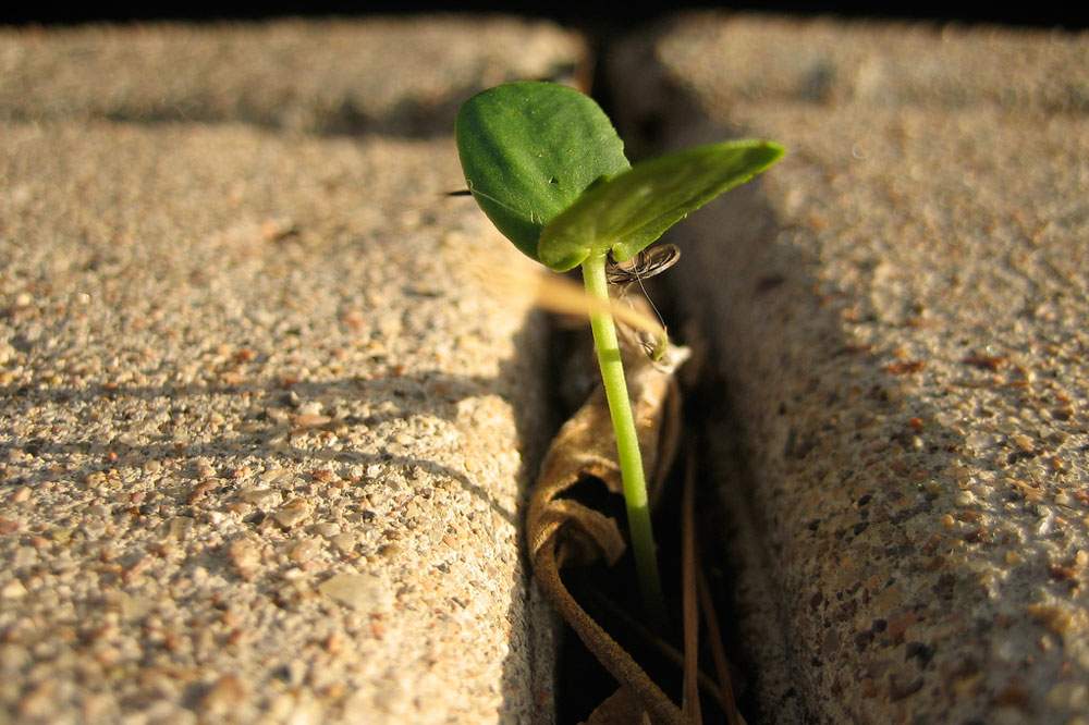 a crack in the sidewalk with a small plant growing in it