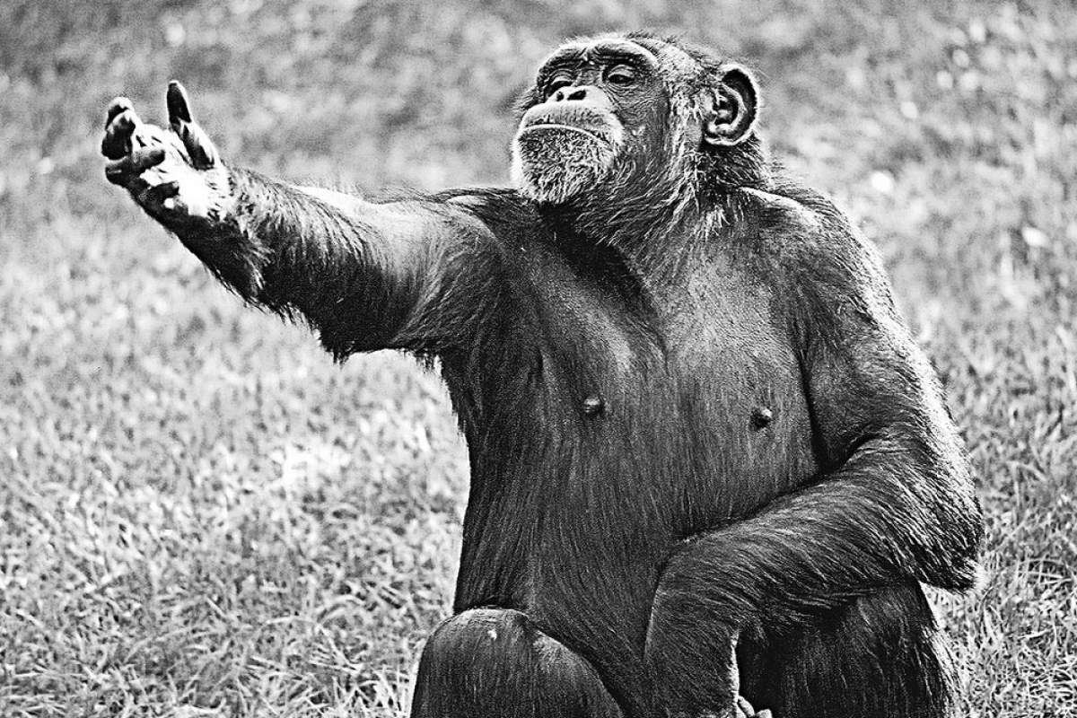 a chimp sits with his arm outstretched as if reciting Hamlet