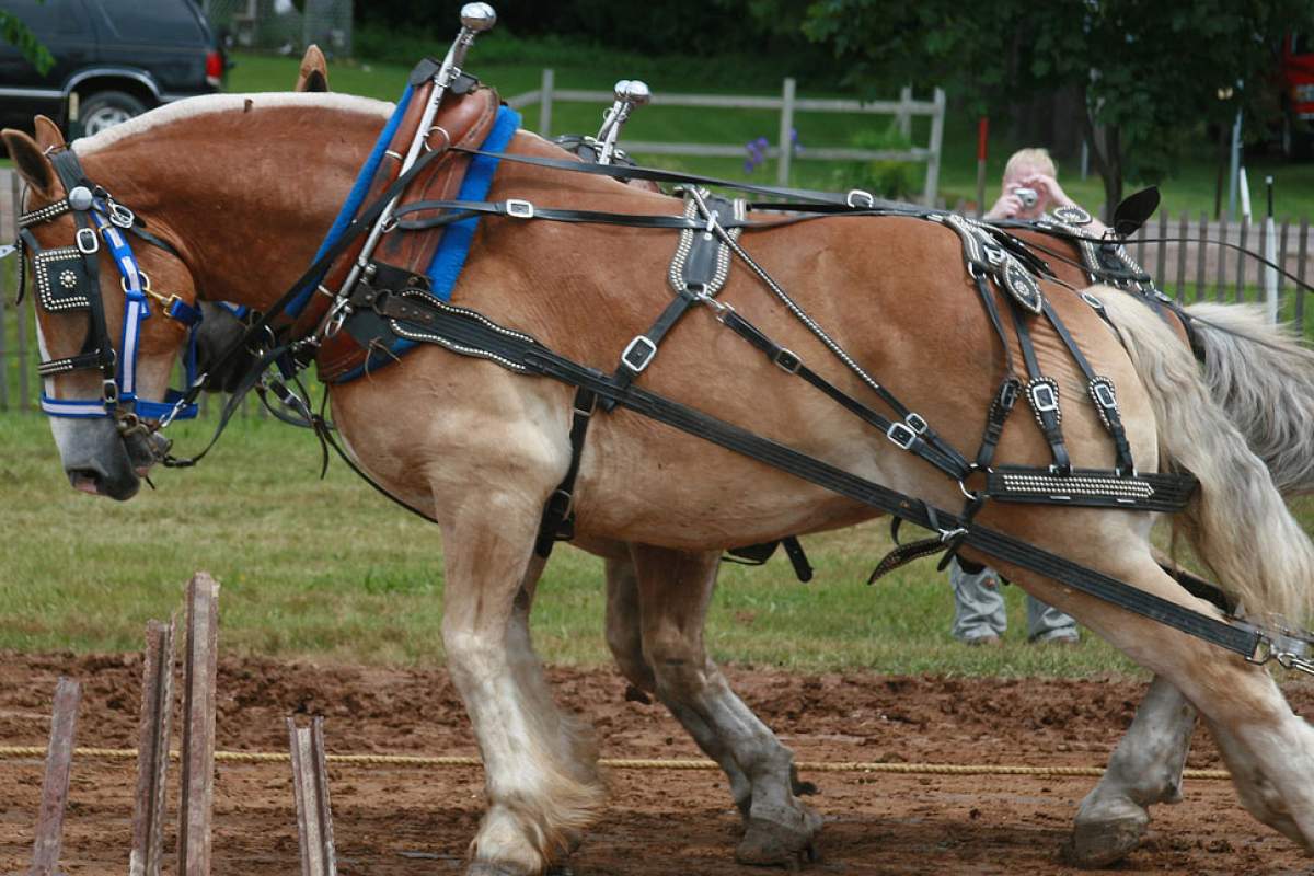 two draft horses pulling