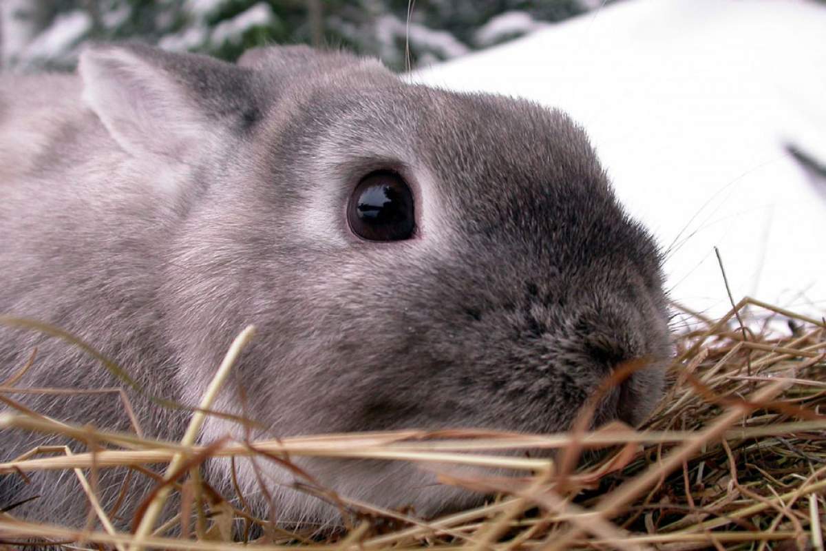 a rabbit sits still, hiding from a predator