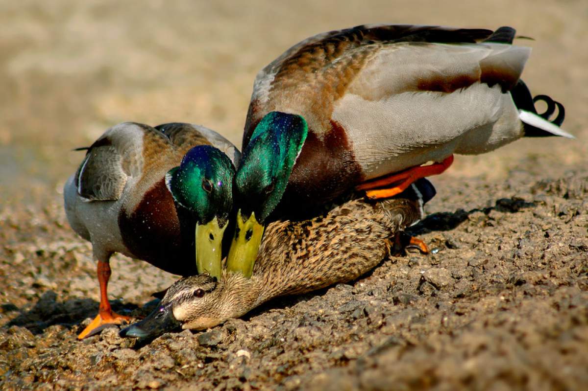 two male mallards fighting to mate with a female