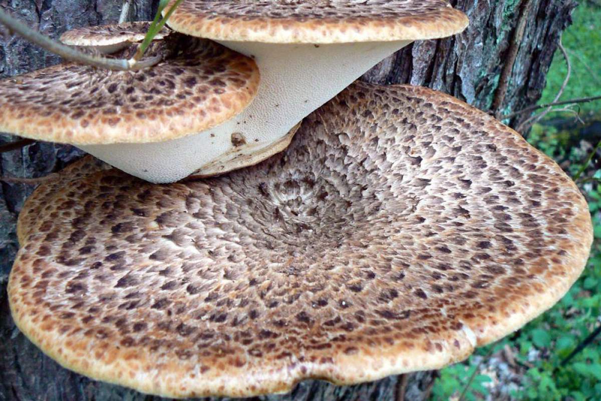 shelf fungus growing on a tree