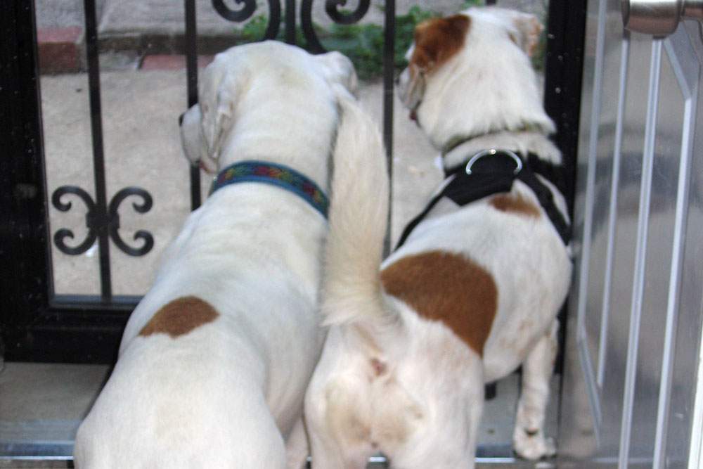 two white dogs with brown spots