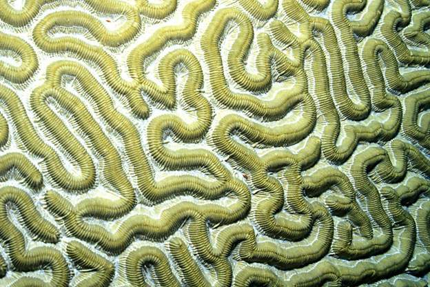 Coral-Plant Or Animal? | A Moment of Science - Indiana Public Media