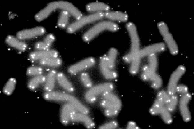 microscope image of telomere caps