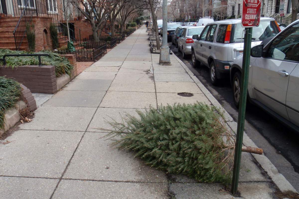 Christmas tree on the curb