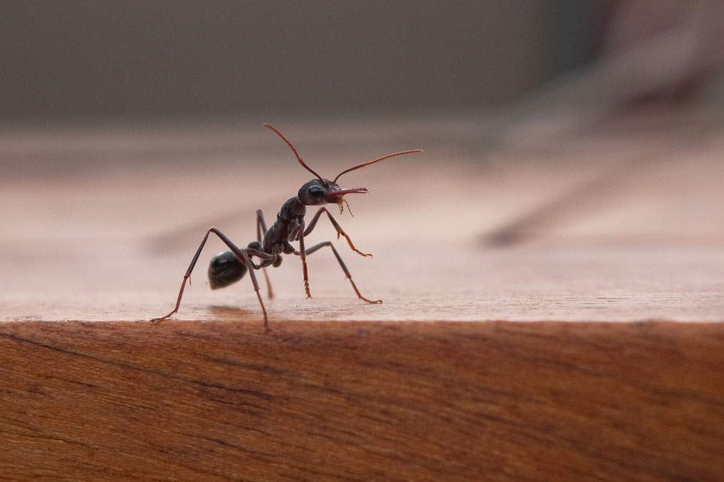An ant crawling on a wooden table