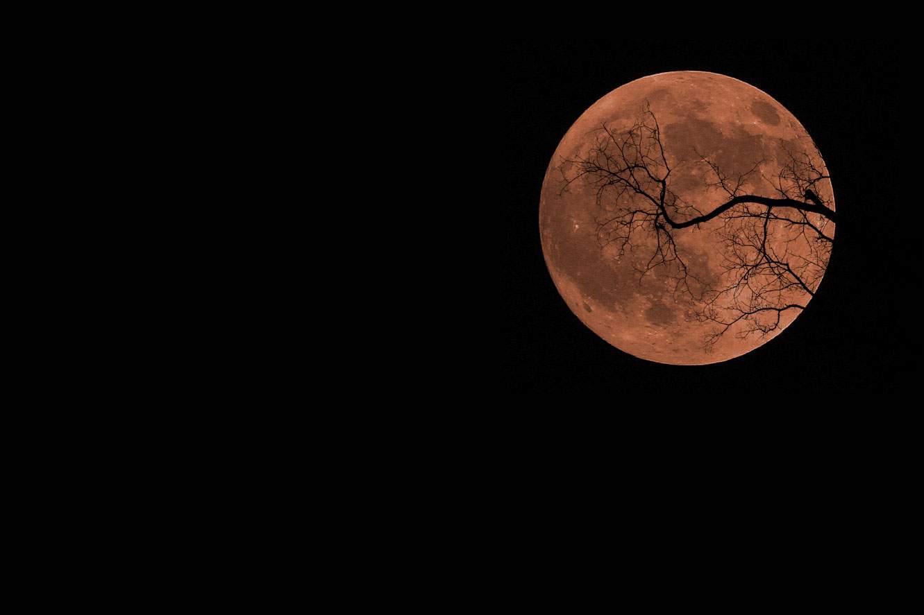Orange full moon behind a tree branch