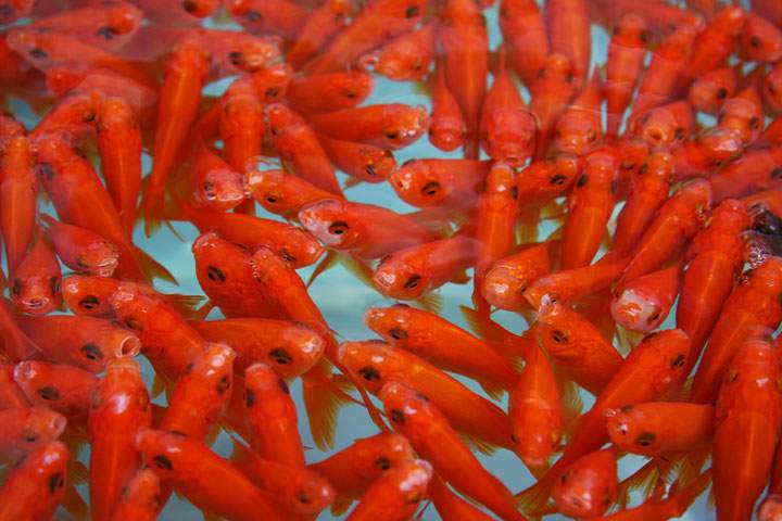 orange fish swimming