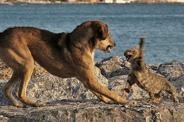 Dog growling at attacking cat