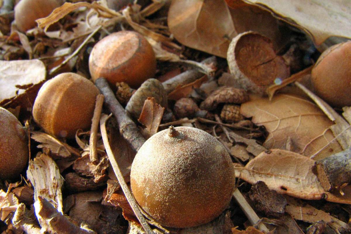 acorns on the floor