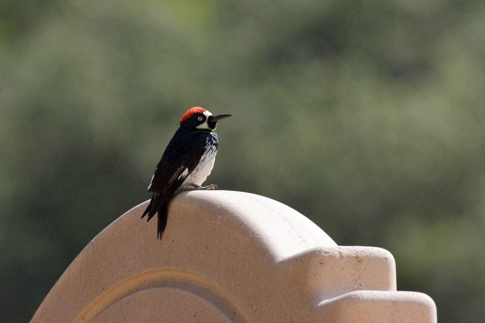 woodpecker sitting on a statue