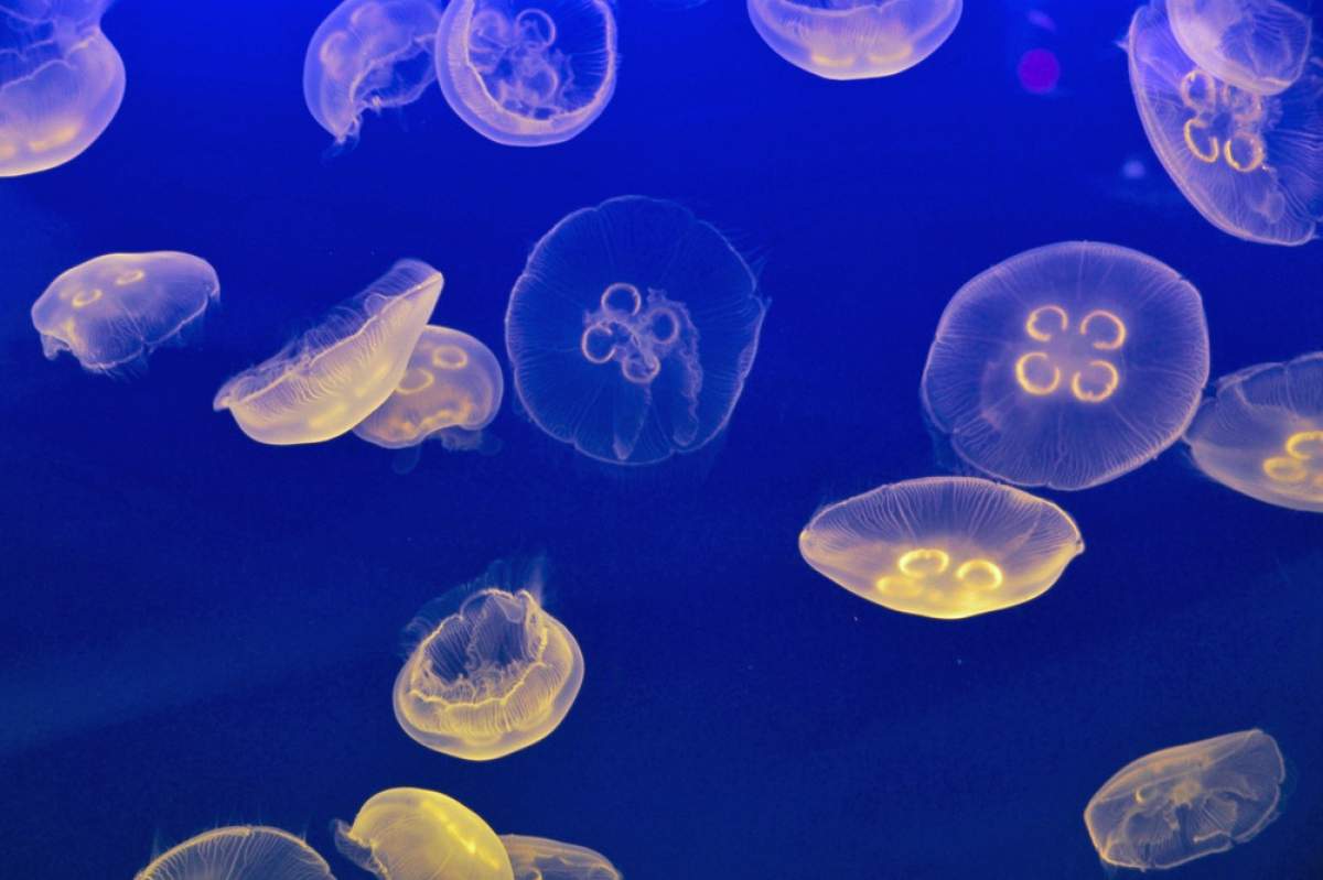 swarm of jellyfish