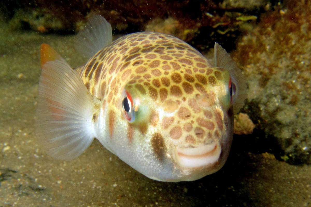 what does a toadfish look like - Edda Ives