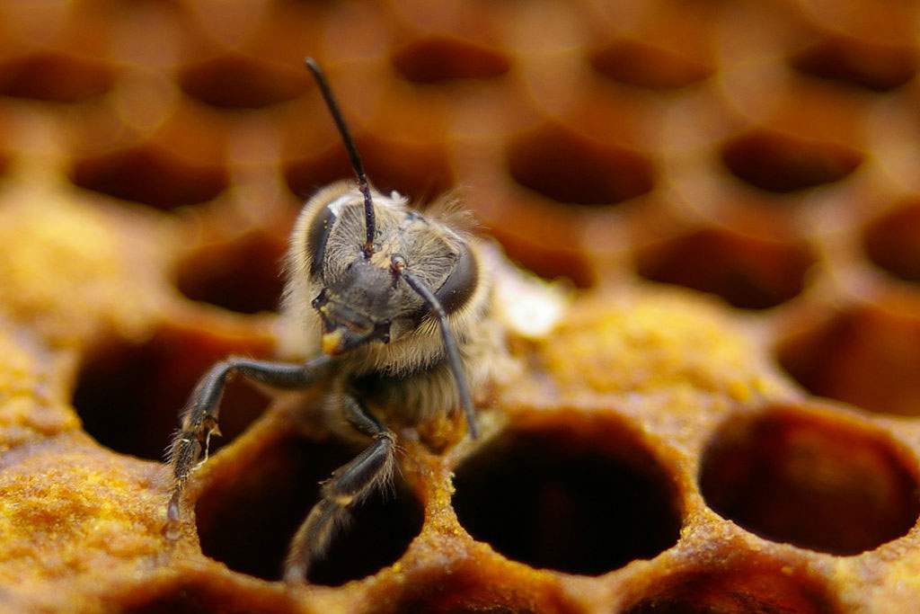 bee being born in bee hive