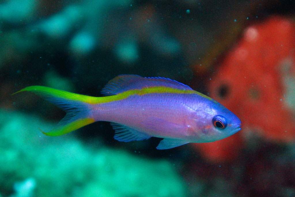 Female Anthias fish