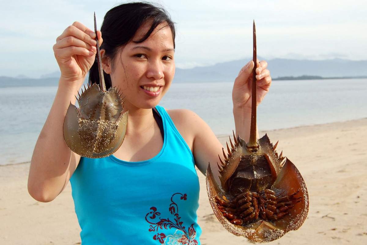 woman holding two horseshoe crabs while standing at the beach