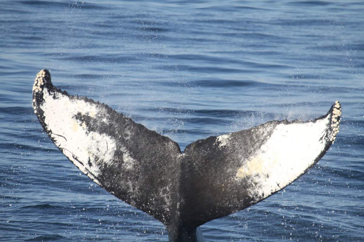 whale tail in water