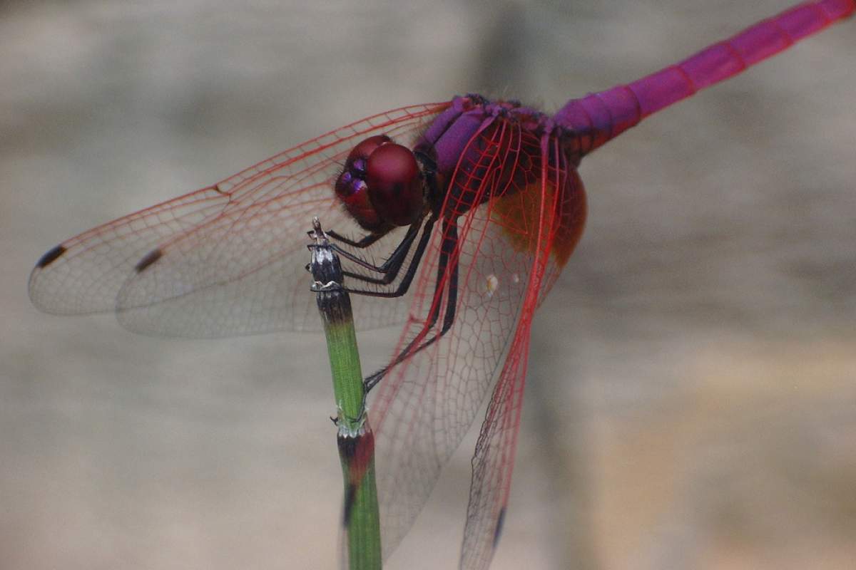 pink and purple dragonfly resting on a branch.